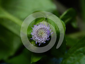 Praxelis flower macro photography, the boneset tribe within the sunflower family, Praxelis asperulaceaÂ 